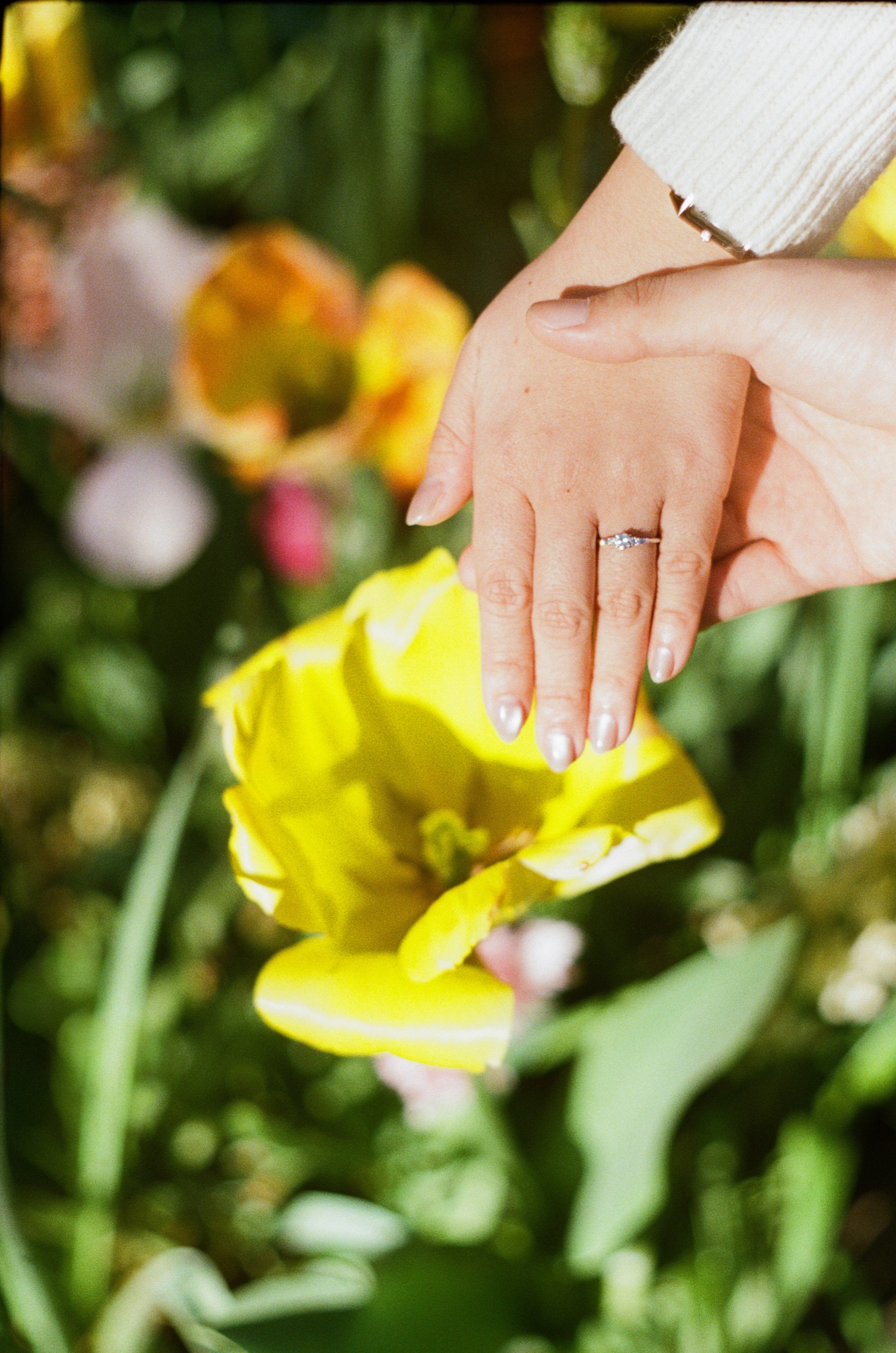 Woman’s hand with a new engagement ring held above a yellow tulip, a man’s hand supporting hers from below