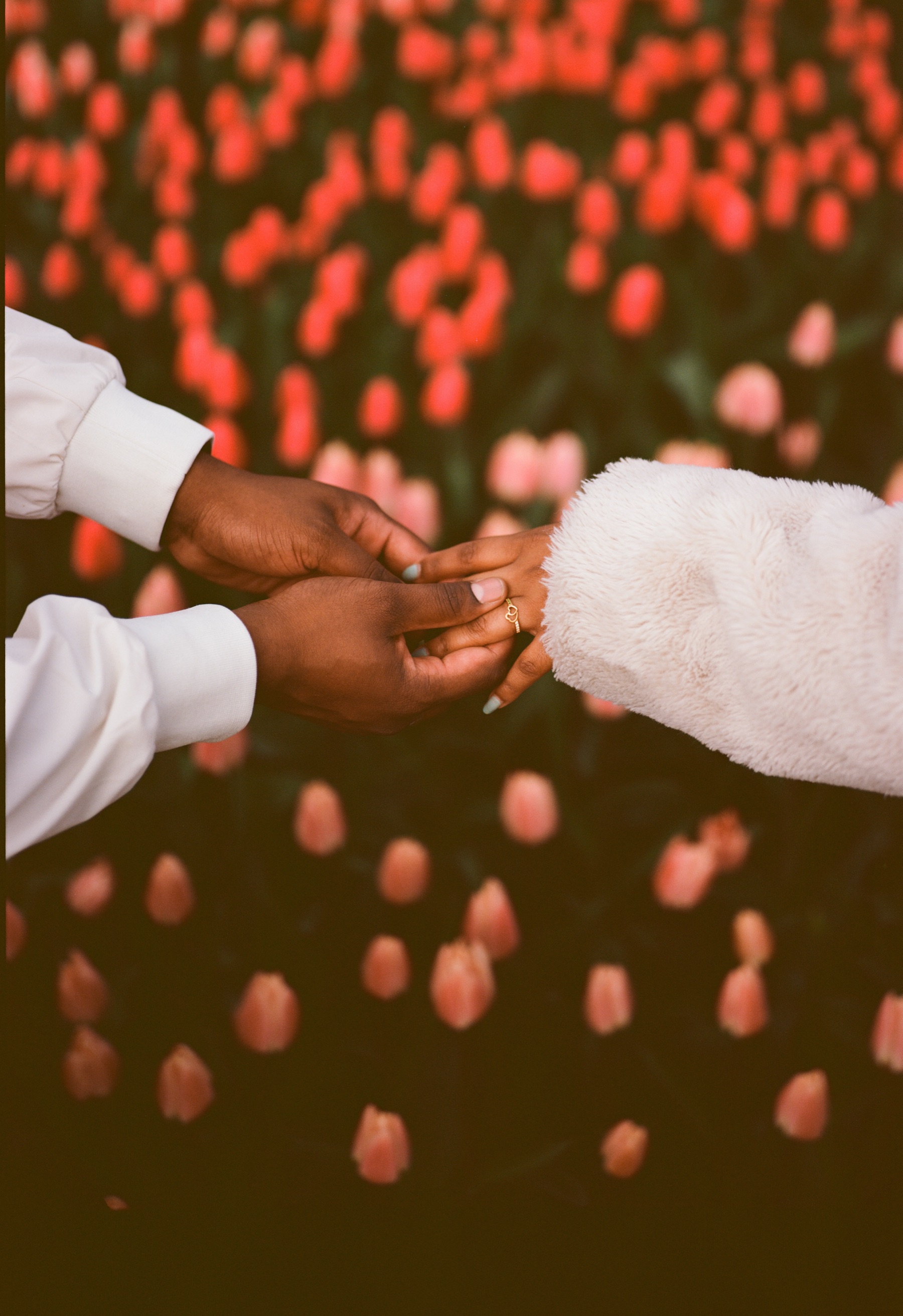 Close view of a man’s hands holding his fiancée’s hand with a new engagement ring, dark red tulips below, on Kodak Ektar