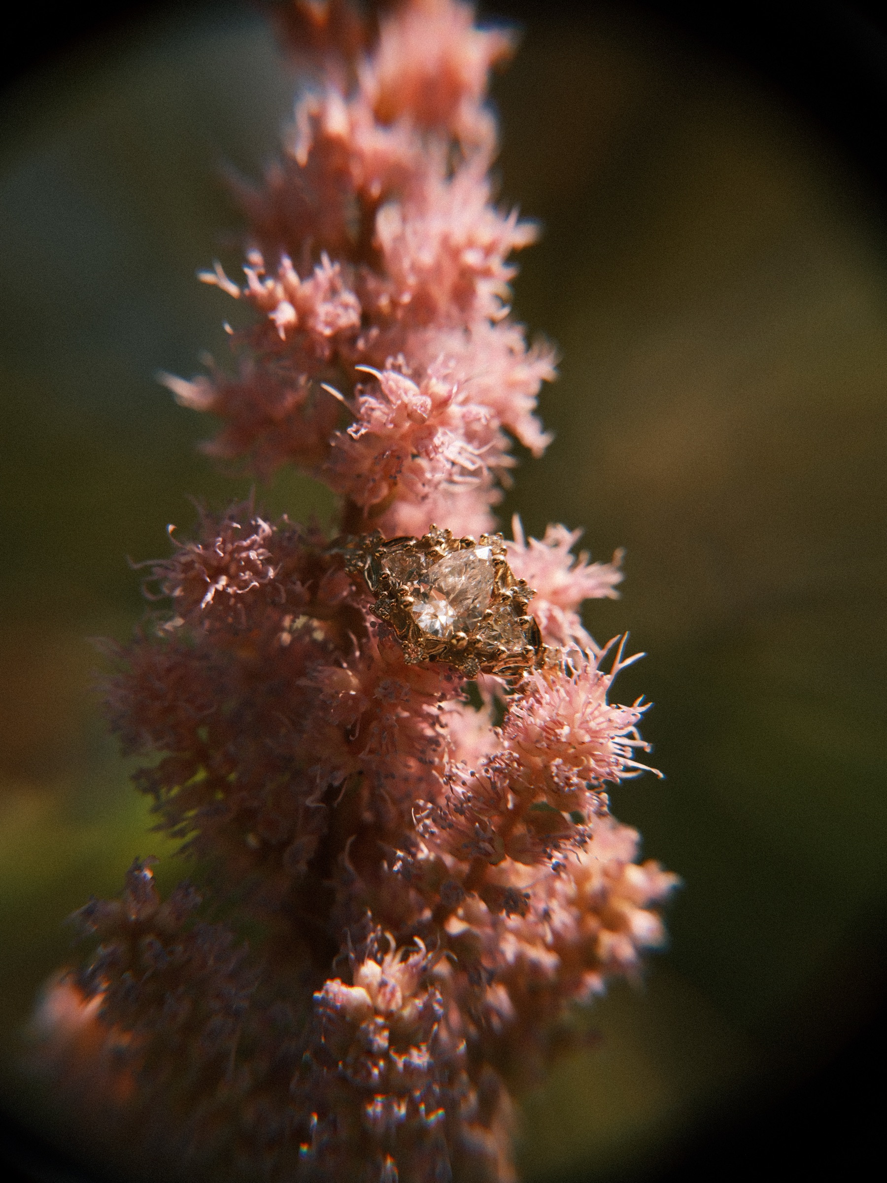 Engagement ring balanced on a feathery pink flower plume, the stone catching the light against a dark blurred background