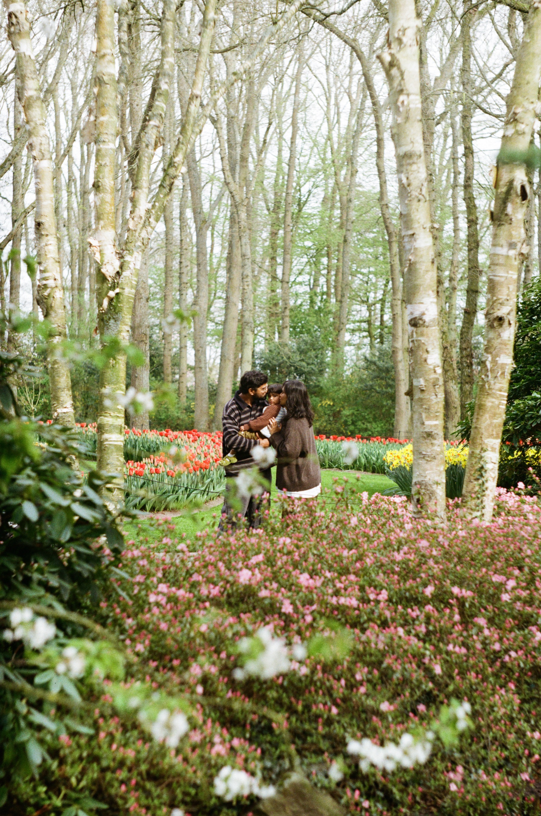 Family of three holding each other between slender birch trunks, a carpet of pink flowers in front of them