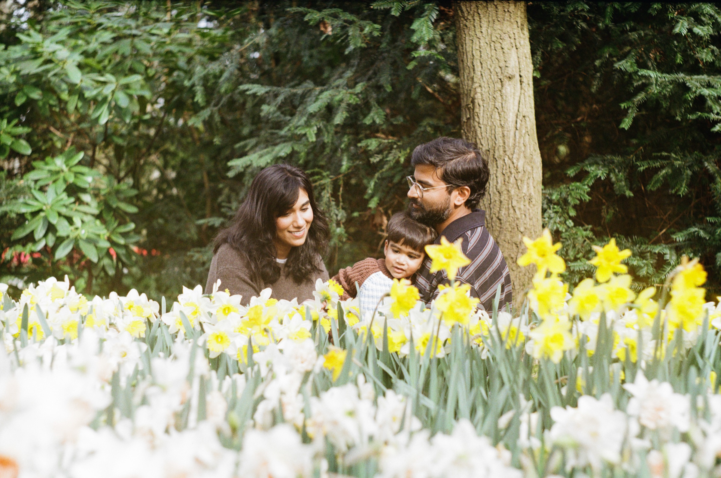 Parents and their little boy laughing together behind a bed of white and yellow daffodils in the shade of a tree