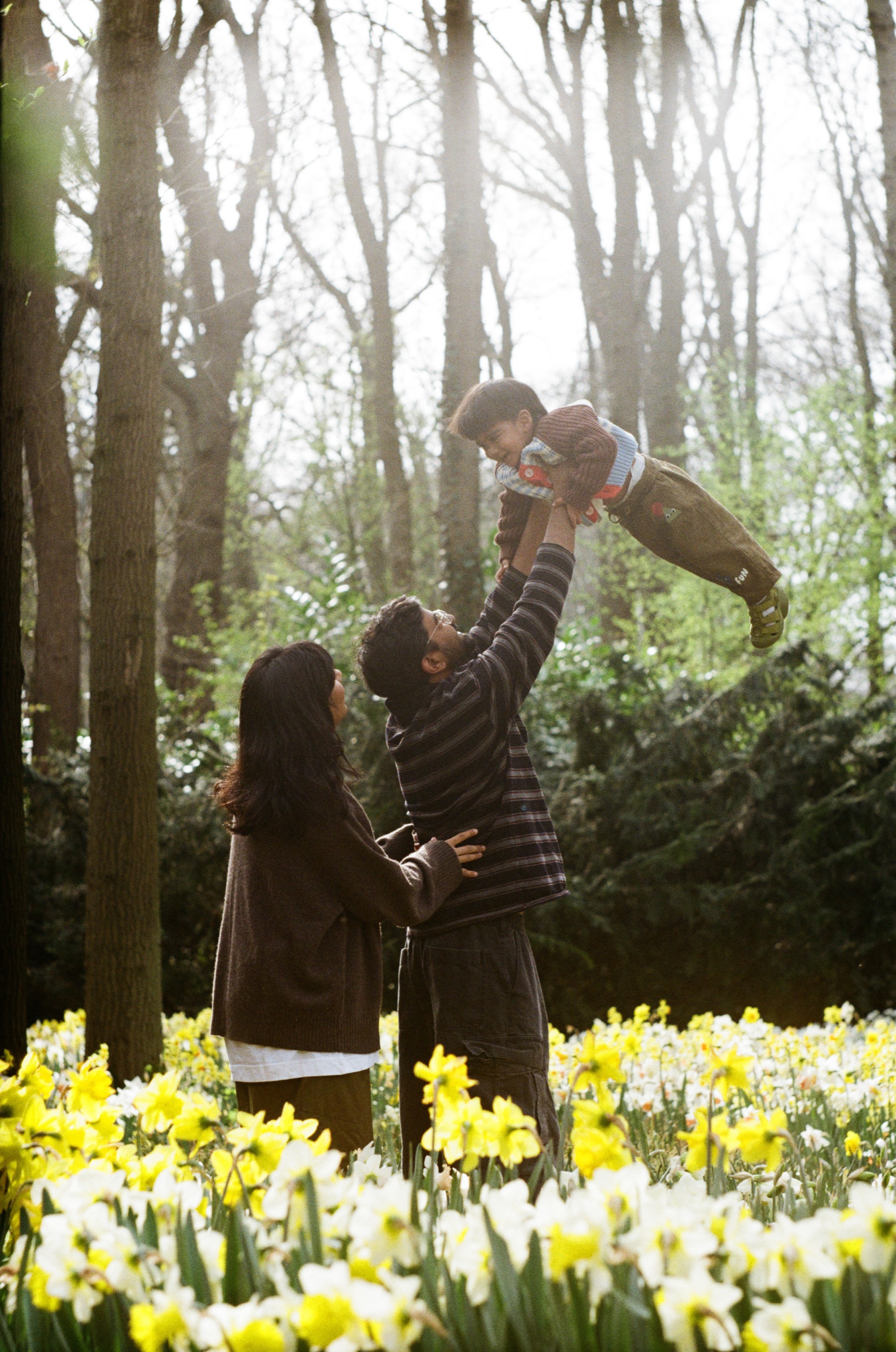 Father throwing his toddler into the air between tall trees at Keukenhof while the mother watches among daffodils