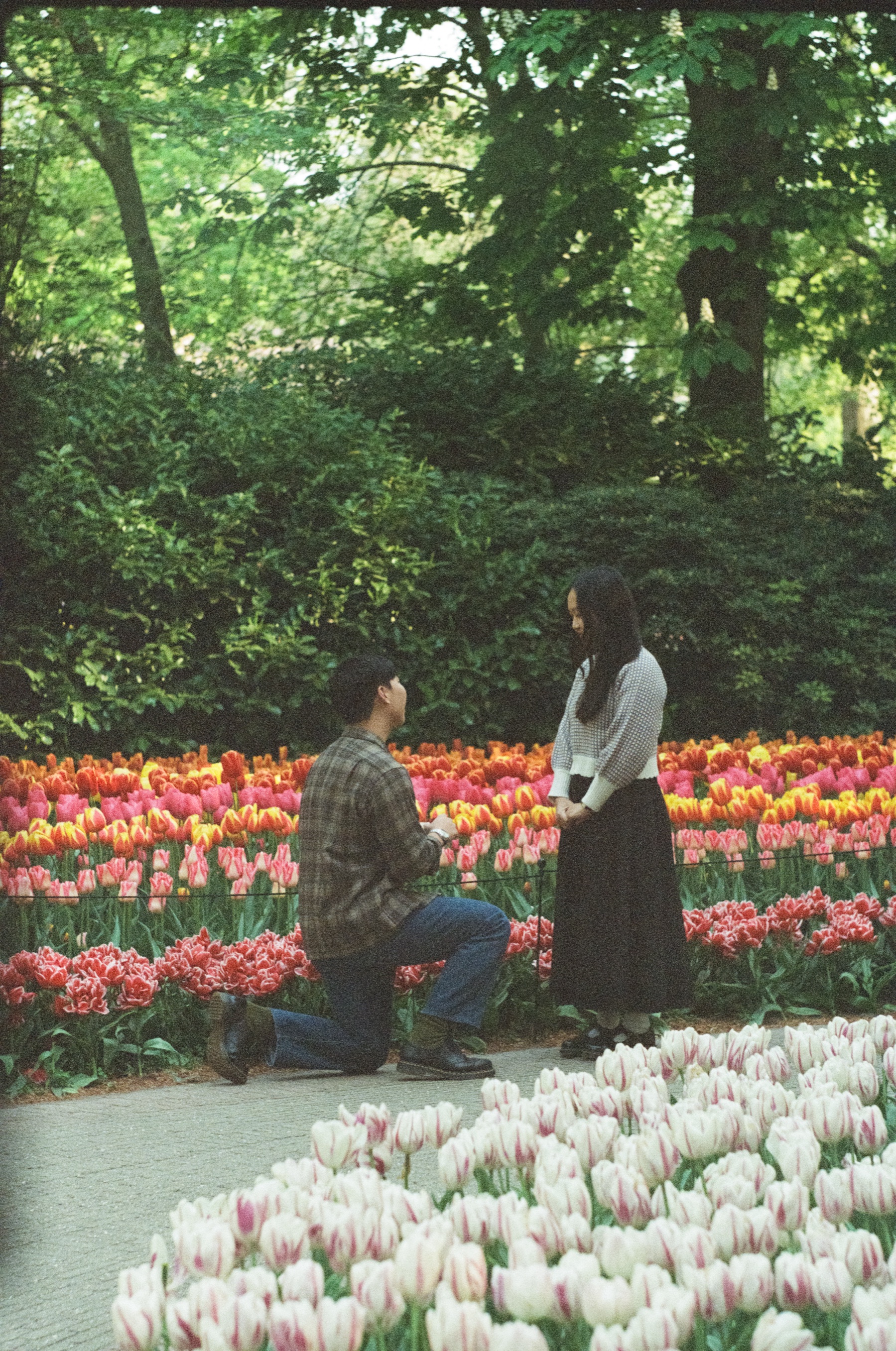Man on one knee on a tulip path at Keukenhof, rows of red and pink tulips behind and white tulips in front, a proposal photoshoot on film
