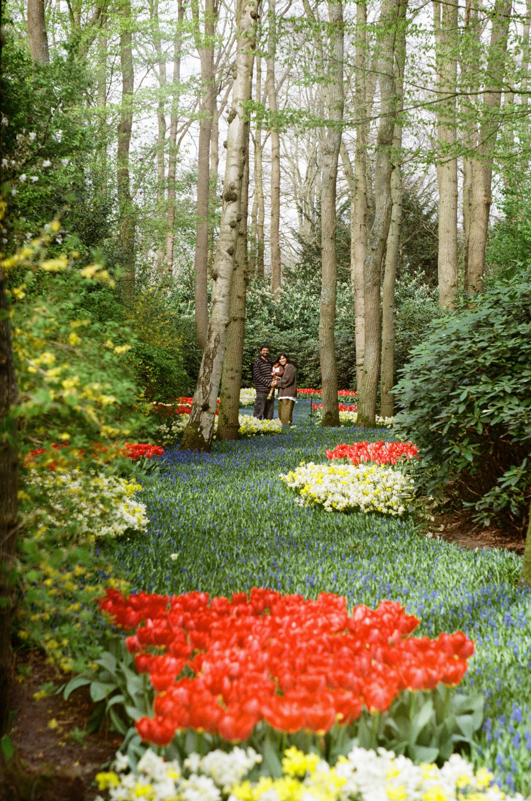 Winding river of blue grape hyacinths and red tulips under birch trees at Keukenhof, a small family far down the path