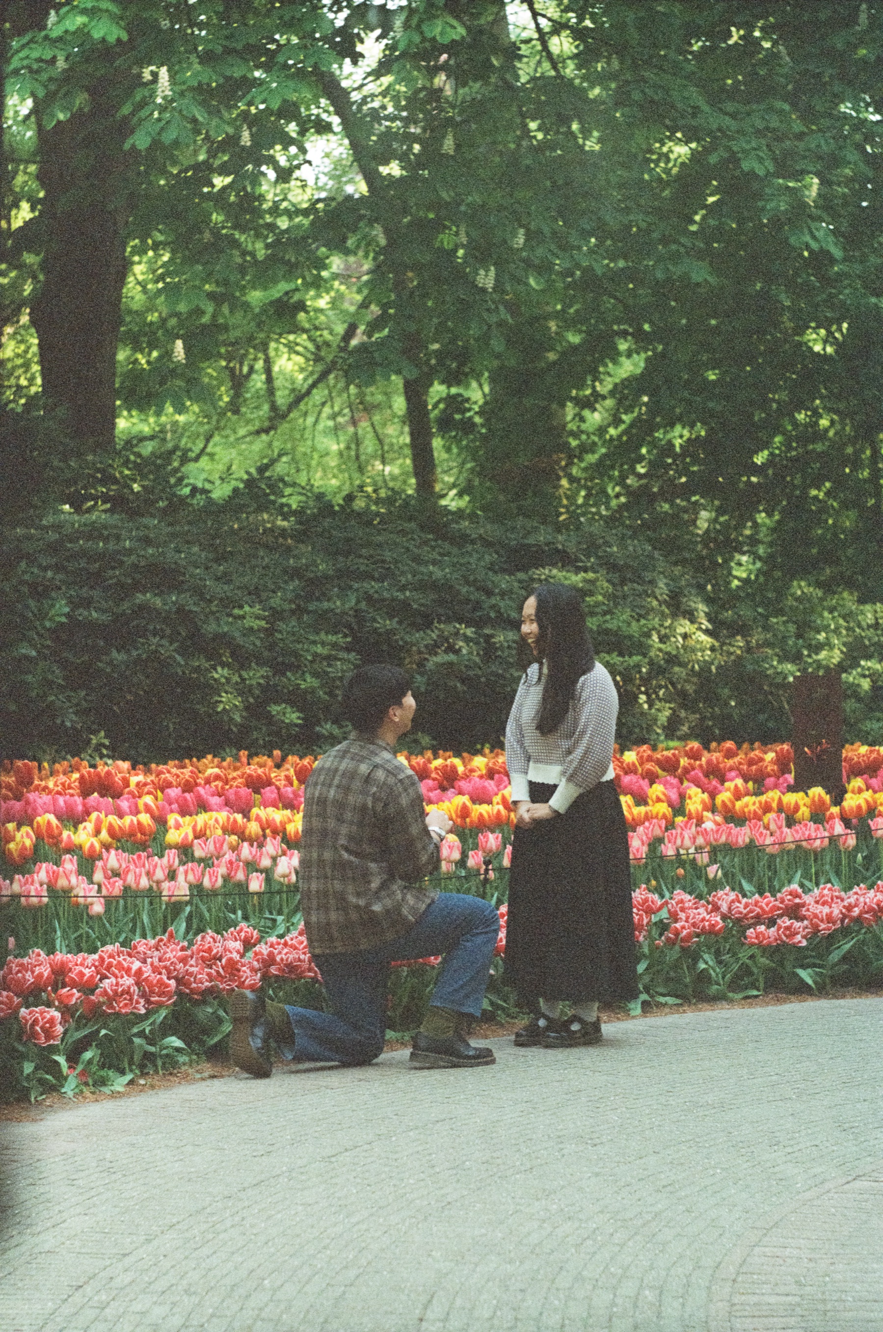 Seen from across the path, a man kneels before his partner beside rows of red and pink tulips at Keukenhof, a surprise proposal on film