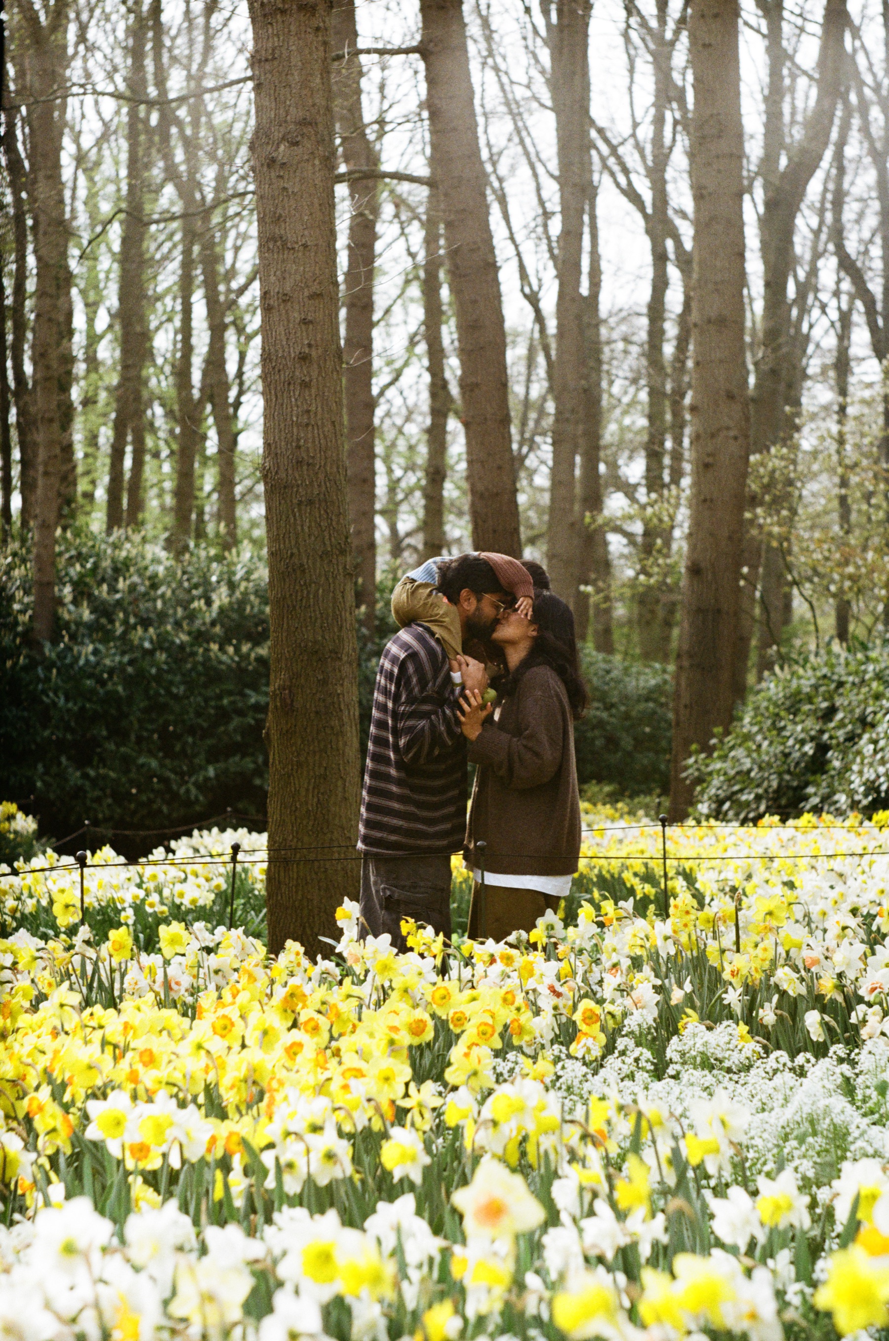 Parents kissing among tall trees while their son rides on his father’s shoulders, yellow daffodils filling the foreground
