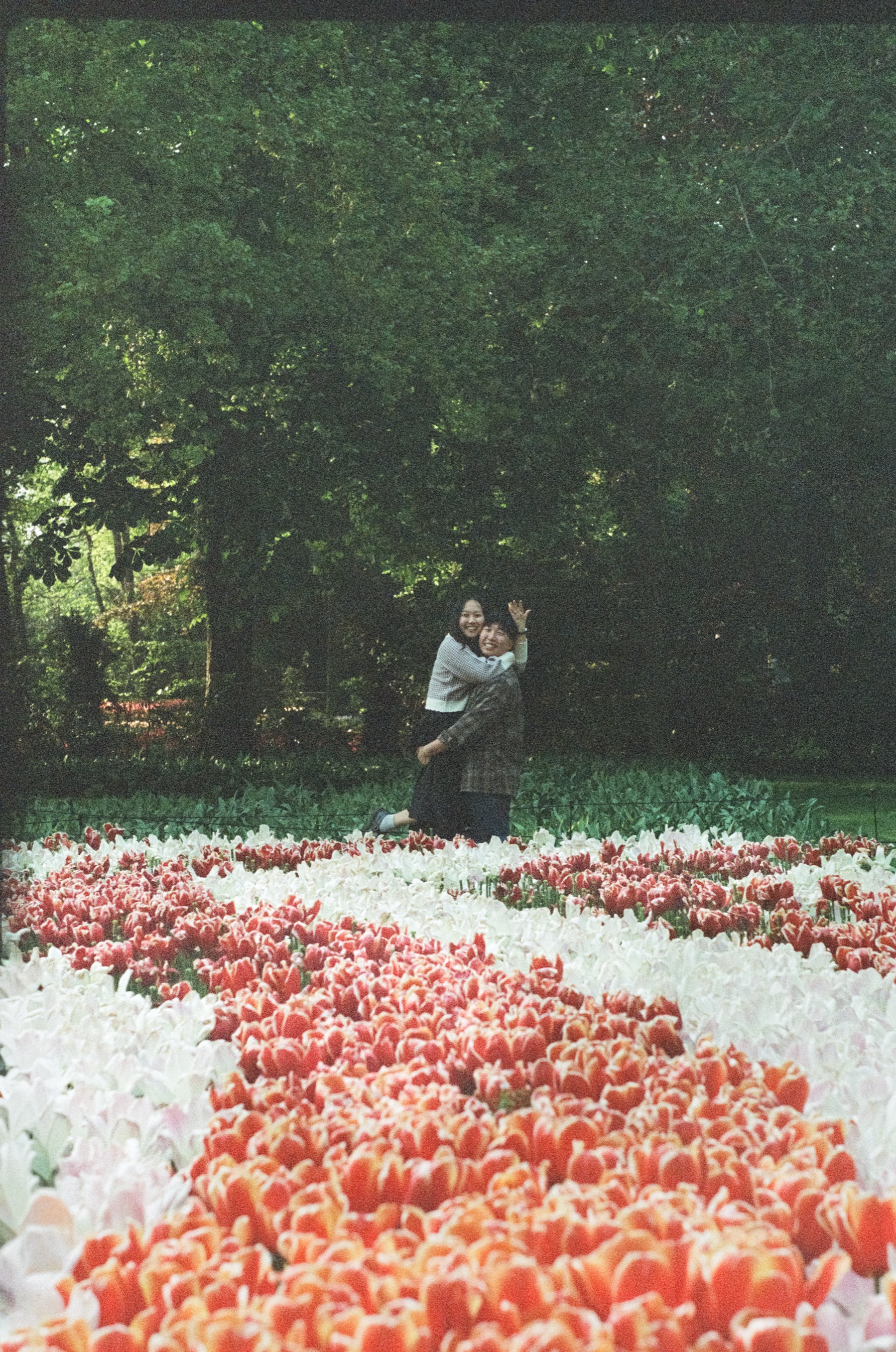 Long curving bed of red and white tulips under dark trees, a couple embracing far away at the end of the path