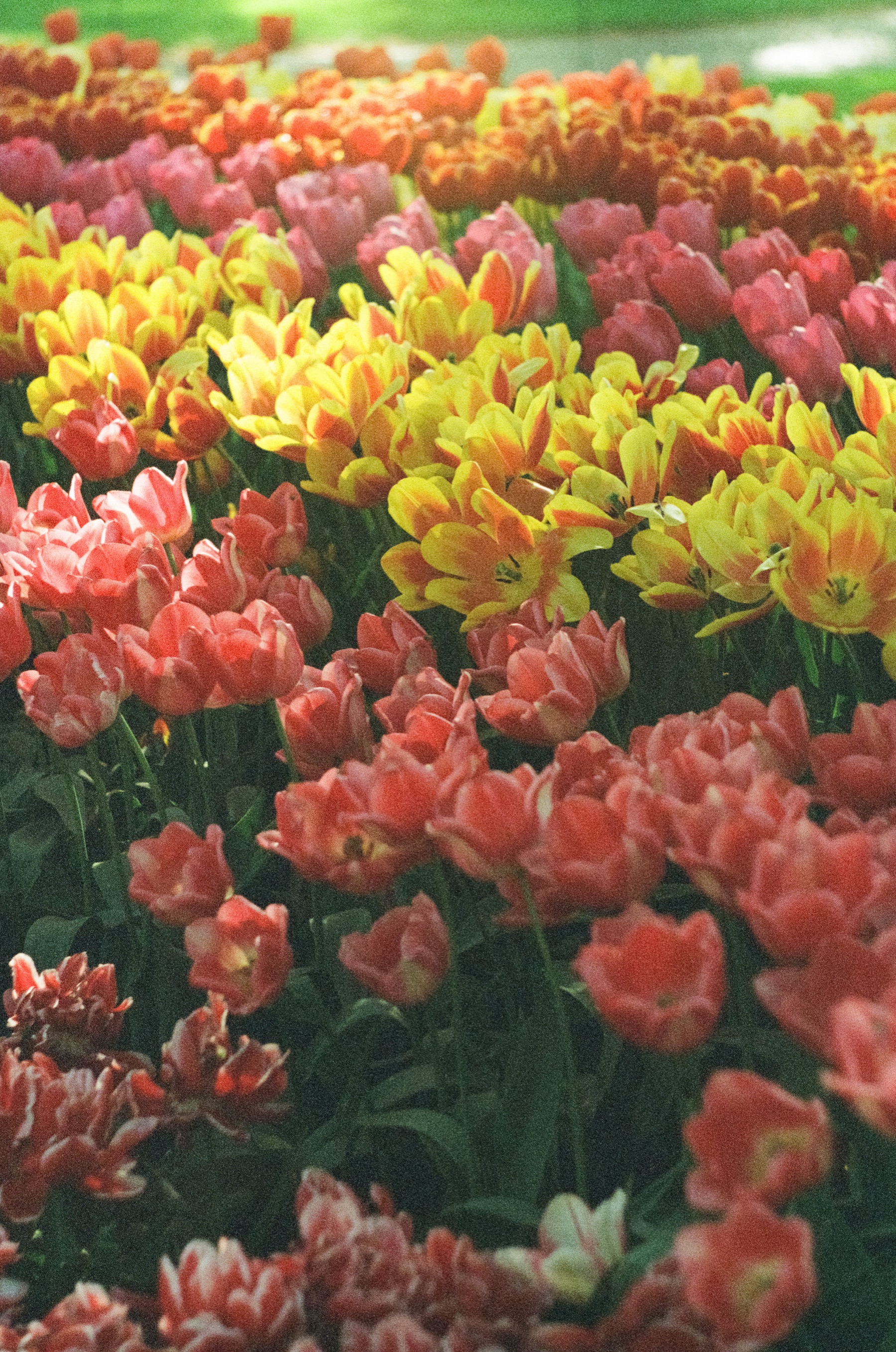 Red tulips and yellow tulips with red flames side by side in a bed at Keukenhof, on Kodak Portra 800 film