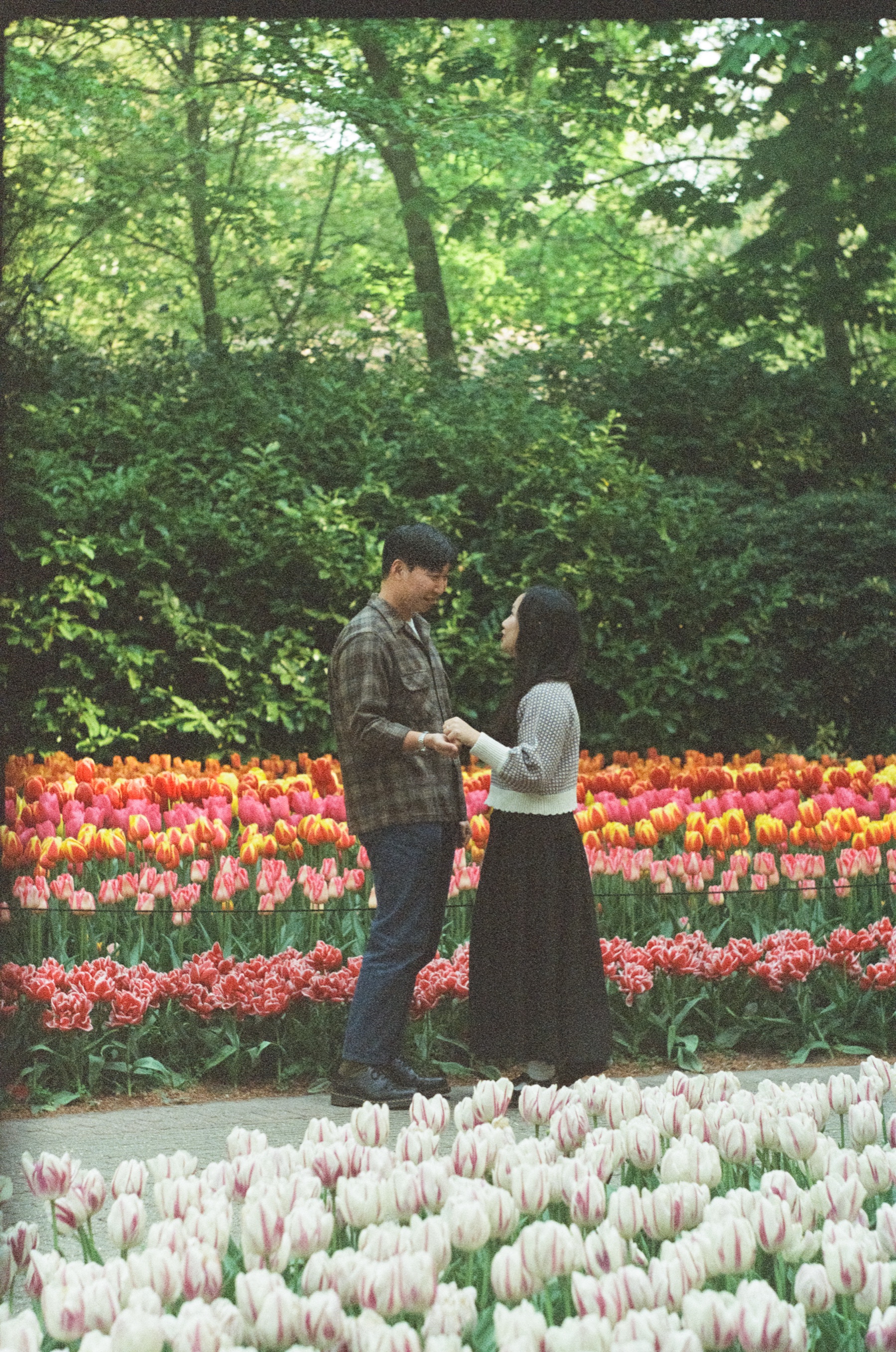Back on his feet after the proposal, he slips the ring onto her finger on the tulip path, rows of tulips behind them on film