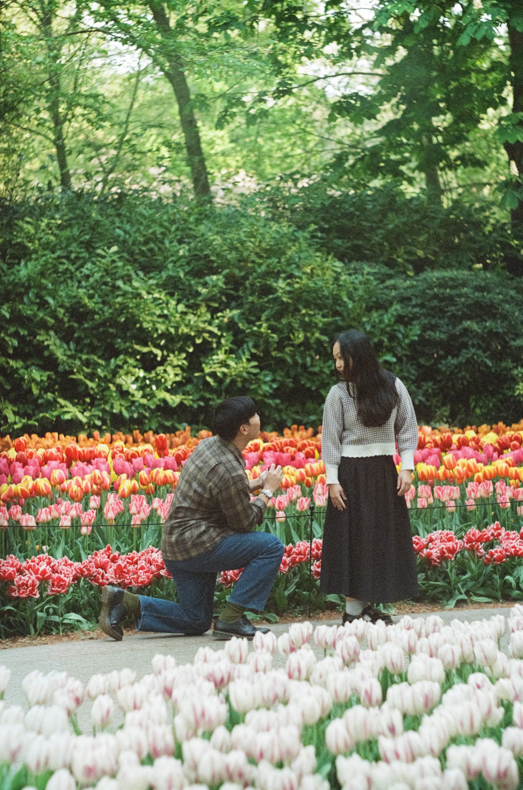 Surprise proposal at Keukenhof: a man on one knee on a curving path, rows of red tulips behind and white tulips in front