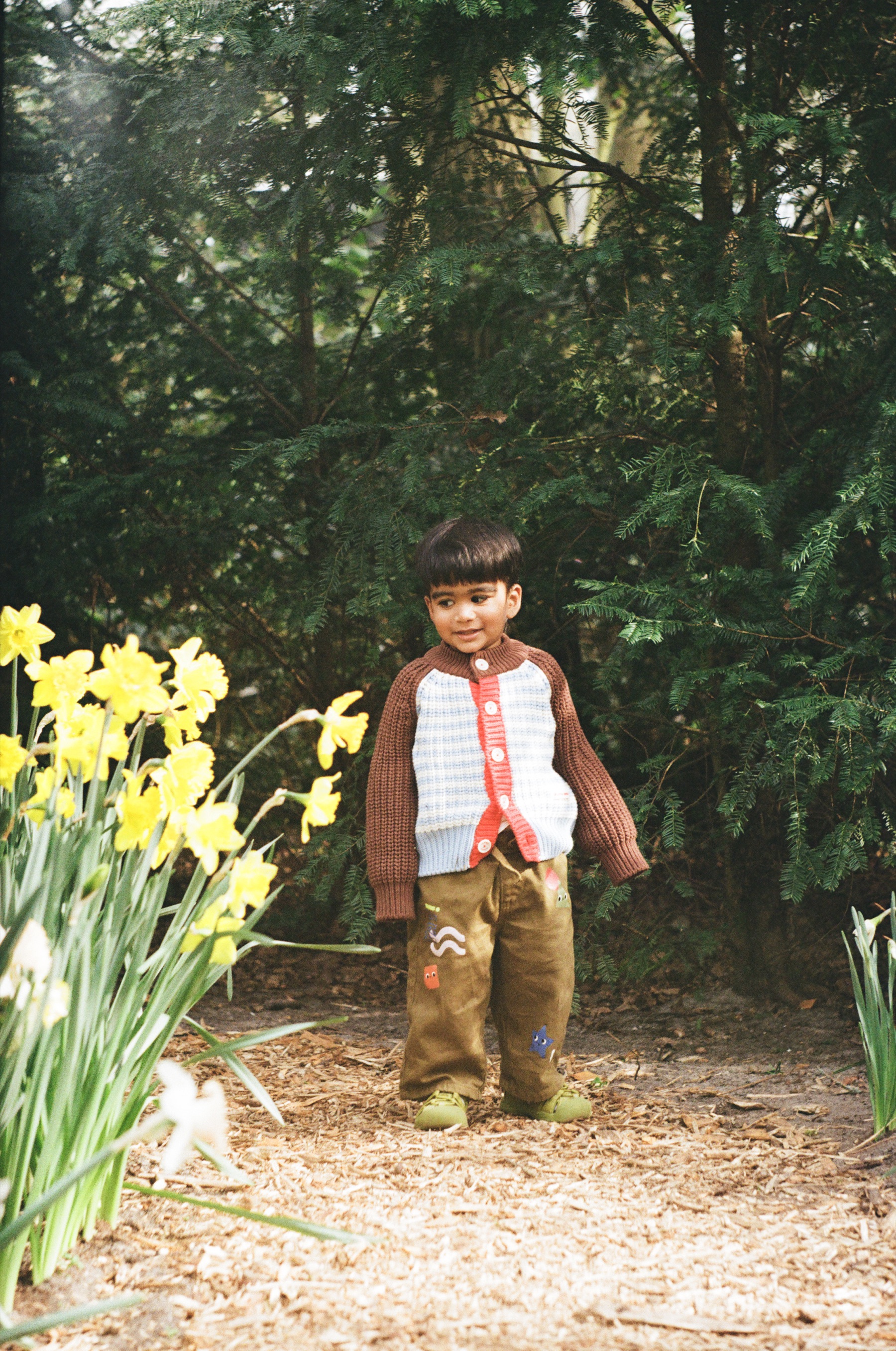Toddler in a brown cardigan with red trim standing on a bark path beside yellow daffodils, a dark evergreen hedge behind him at Keukenhof