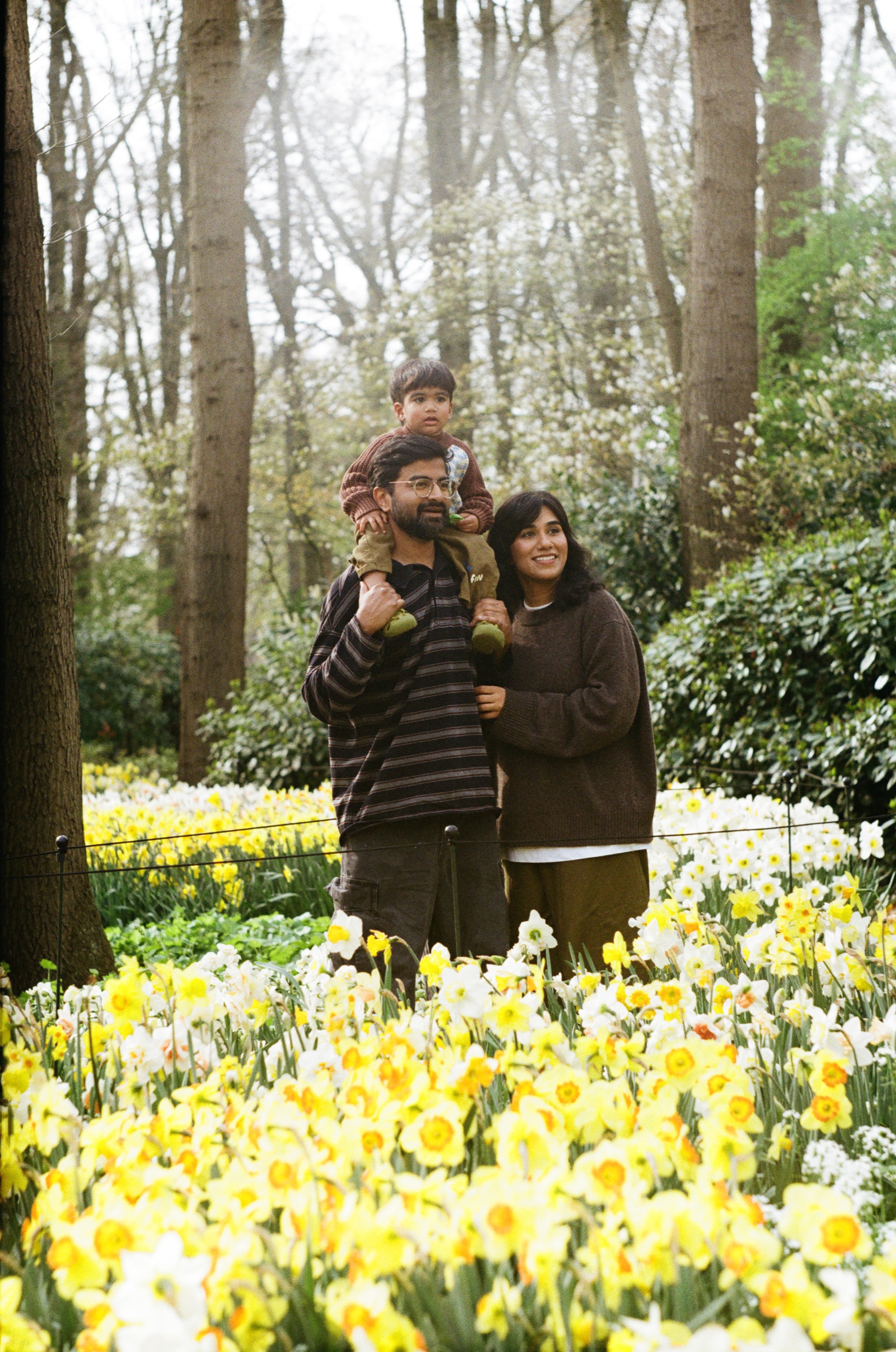 Father with his toddler on his shoulders beside the mother in a wood full of daffodils, all three of them smiling