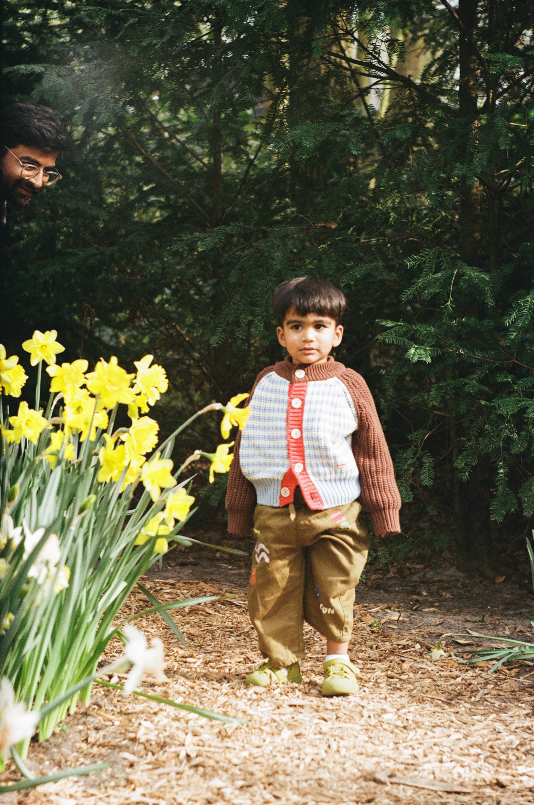 Toddler in a brown cardigan standing on a woodland path by daffodils while his father peeks out from behind a tree