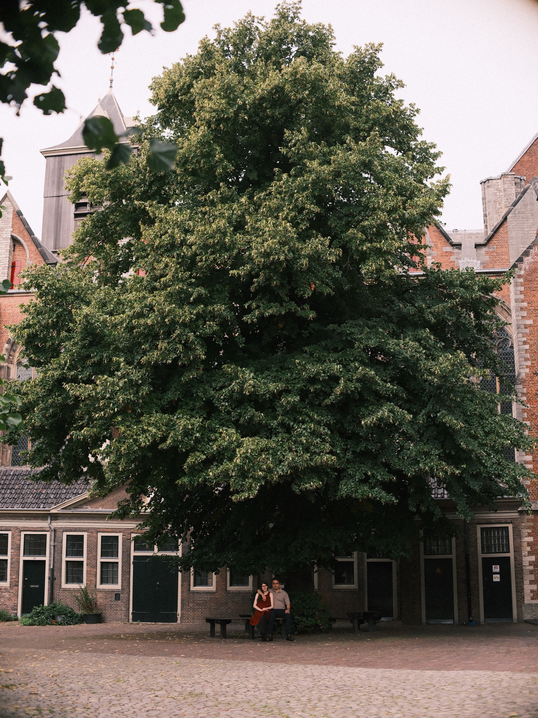 Broad tree on the Pieterskerkhof in Leiden with small brick houses below, the couple tiny on a bench in its shade