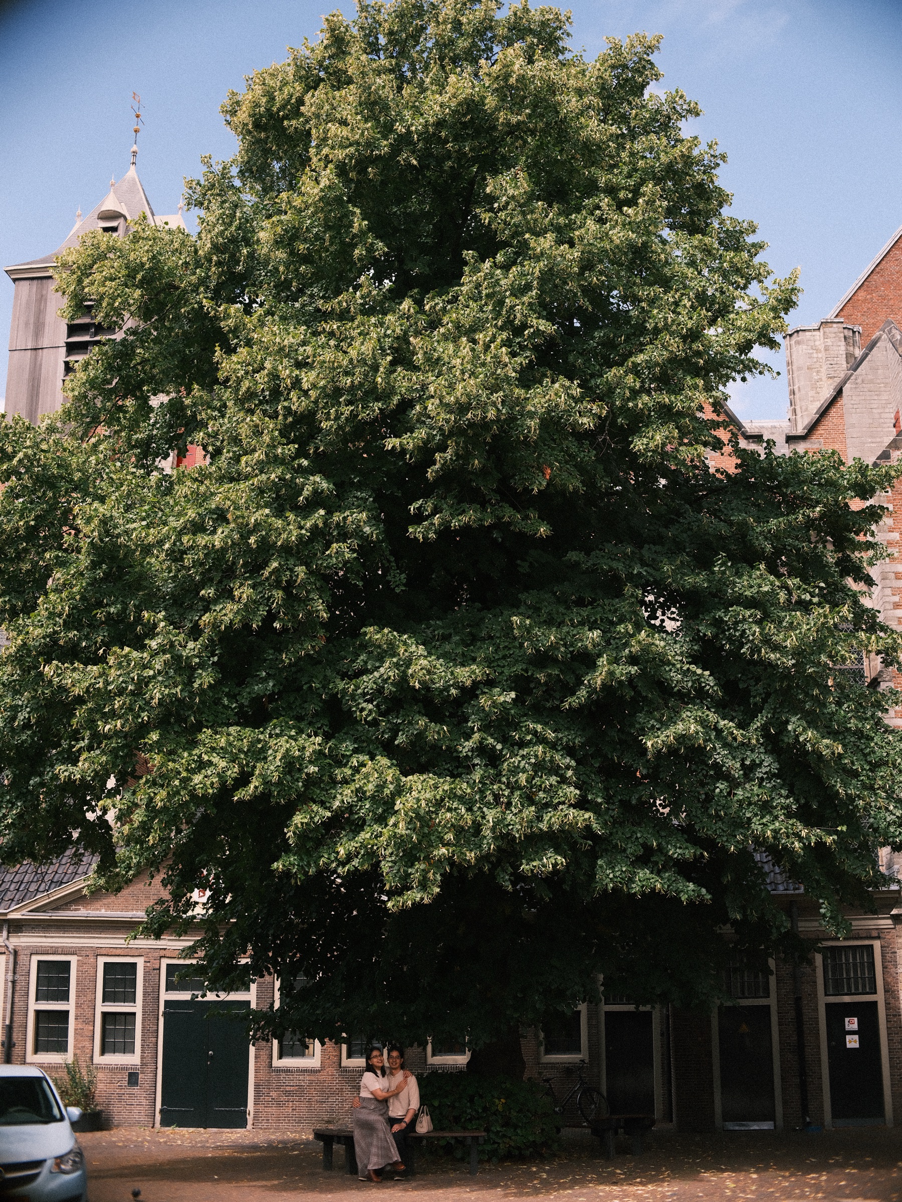 Broad green tree on the Pieterskerkhof in Leiden, small brick houses under its branches and the couple tiny on a bench below