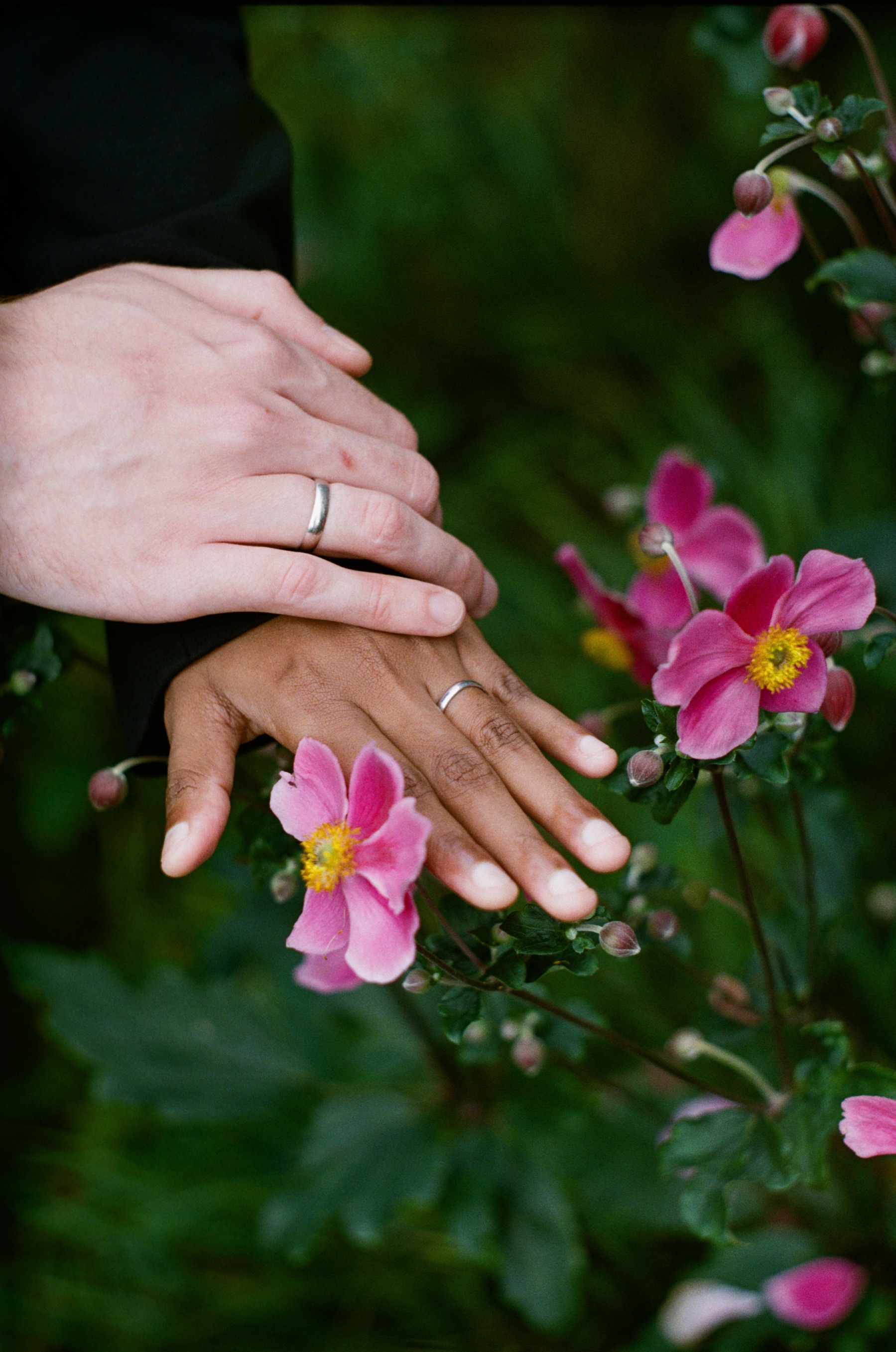 Two hands with rings laid one over the other among pink anemones and dark green leaves, a close detail on Kodak Gold