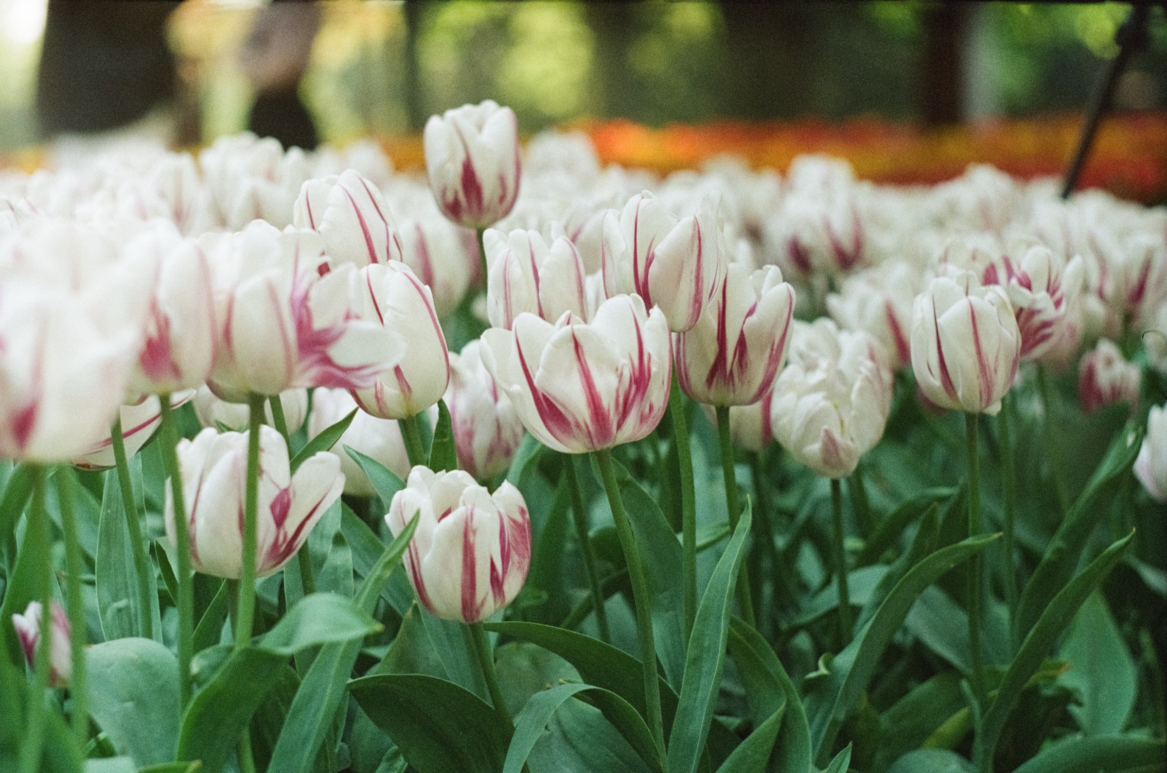 Close view of white tulips with purple-red flames, soft and grainy on Kodak Portra 800 color film at Keukenhof